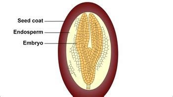 Animation: Embryo and Endosperm Development | Channels for Pearson+