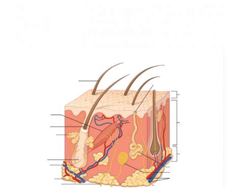 Layers of Skin Quiz