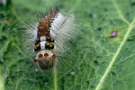 Tussock Moth Caterpillars