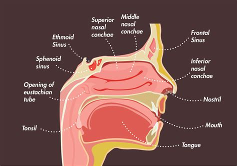 Diagram Of The Sinus System