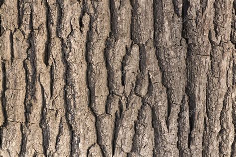 Oak tree bark Stock Photo by ©indric 1185946