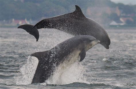 Play Time | Dolphins off of Chanonry point, Rosemarkie, The … | Flickr