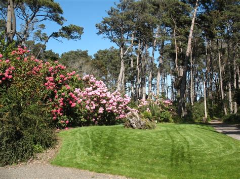 Rhododendron at Mendocino Coast Botanical Garden; Mendocino, CA | Mendocino coast, Botanical ...