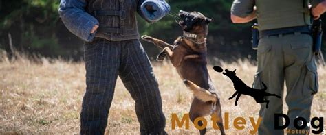 Belgian Malinois K9: A Guide To The Ultimate Working Dog