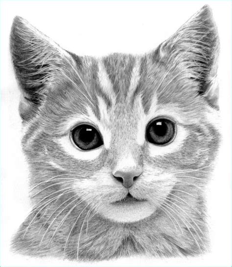 Dessins Chats Rigolos Beau Photos 1001 Exemples Et Tutoriels Ment Dessiner Un Chat - Coloriage