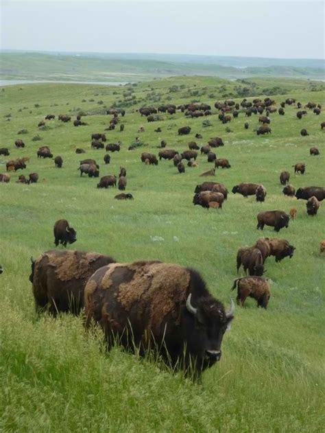 .The American bison...almost hunted to extinction by the white man. Made a tremendous comeback ...