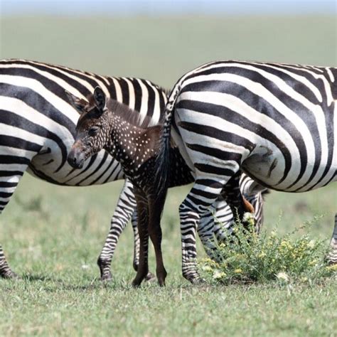 Rare Polka-Dotted Zebra Foal Photographed in Kenya - Childhood By Nature