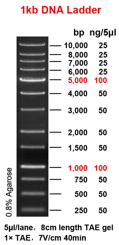 Agarose Gel Electrophoresis Use DNA Ladder With Sizes Ranging From 1 Kb To 8 Kb