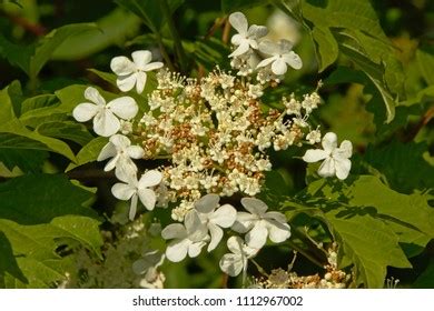 43 Blackhaw Viburnum Stock Photos, Images & Photography | Shutterstock