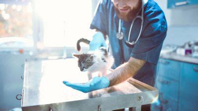 A Drug Used to Treat Deadly Coronavirus Infections in Cats May Be an ...