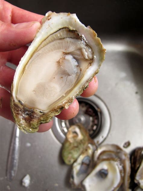 chow with chow: Oyster shucking for the uninitiated