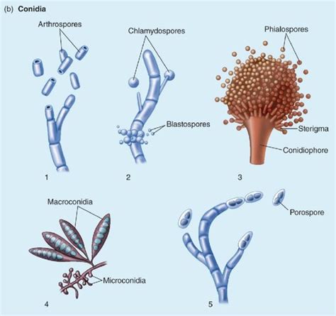 Asexual Fungal Spores