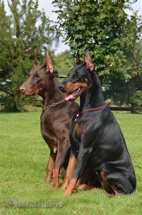 Blue doberman puppy, Doberman dogs, Doberman puppy