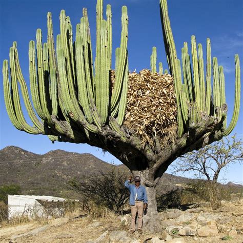 Giant Cactus, Oaxaca, Mexico | Planting flowers, Cactus plants ...