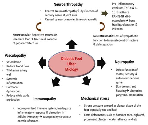 Pathophysiology Of Diabetic Foot Ulcers Wound Infection Stock Sexiz Pix | The Best Porn Website