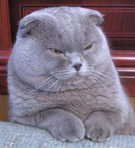 File:Purple-scottish-fold.png - Wikimedia Commons