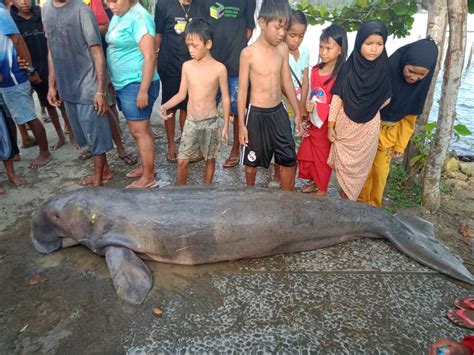 Ikan Duyung Terdampar di Pantai WTC - Radar Sorong