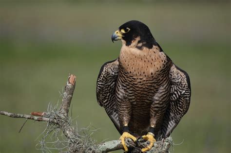 All About Animal Wildlife: Peregrine Falcon Wildlife Wallpapers