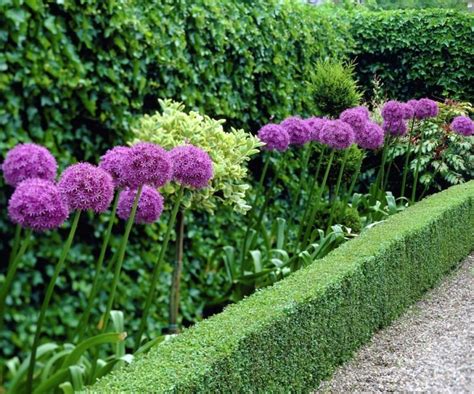 Giant Allium Giganteum Beautiful Flower Seeds Garden Plant | Fresh ...