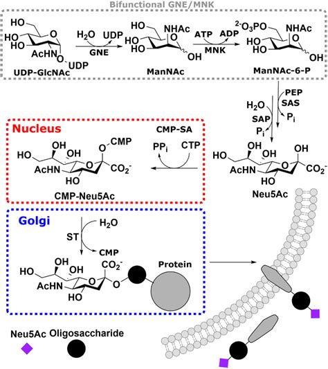 Real-time monitoring of the sialic acid biosynthesis pathway by NMR ...