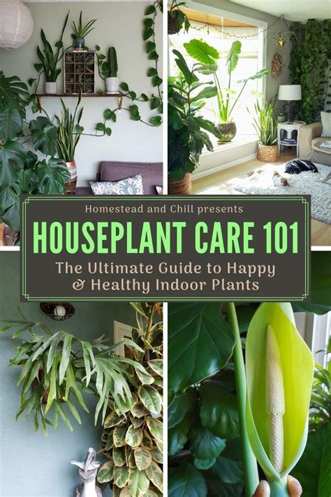 Houseplant care 101 the ultimate guide to happy healthy indoor plants – Artofit