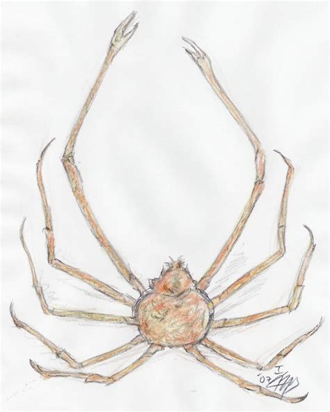 Japanese Spider Crab by Rosentod on DeviantArt