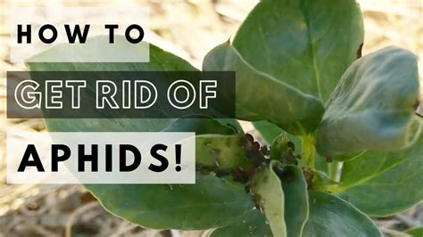 How To Get Rid Of Aphids Naturally! Homemade Repellent! - YouTube