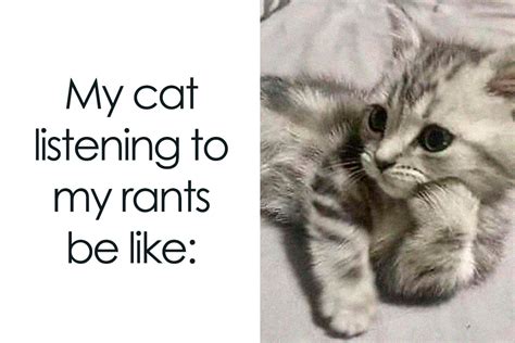 50 Cat Memes Any Cat Lover Would Appreciate | Bored Panda