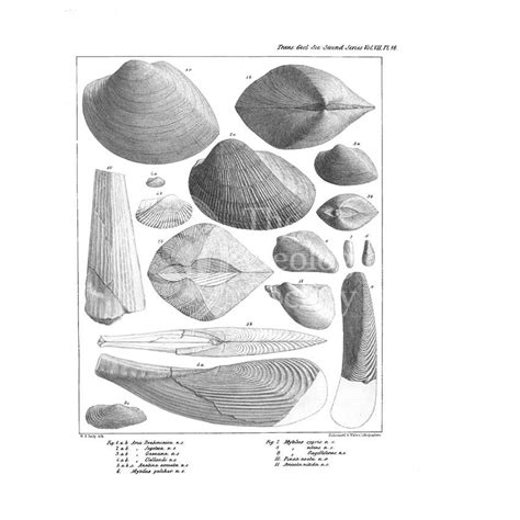 Fossil bivalves - Geological Society Picture LibraryGeological Society ...