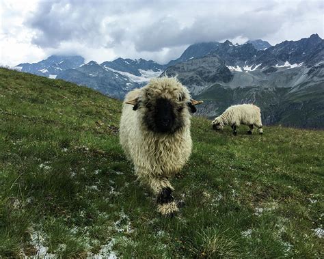 Valais Blacknose Sheep in Zermatt, Switzerland Photograph by Pak Hong - Pixels