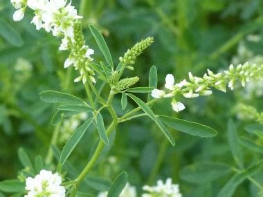 Sweet White Clover: Pictures, Flowers, Leaves & Identification ...