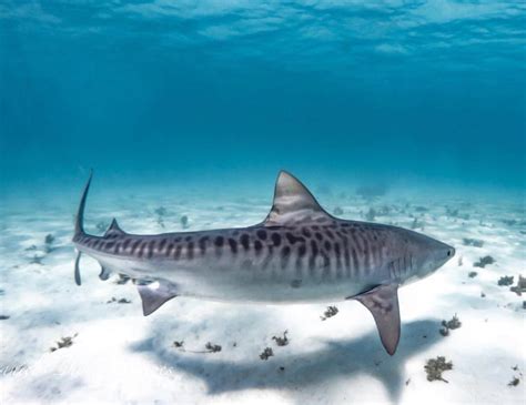 What are people’s thoughts on tiger sharks in Australia having more distinctive ‘tiger’ patterns ...