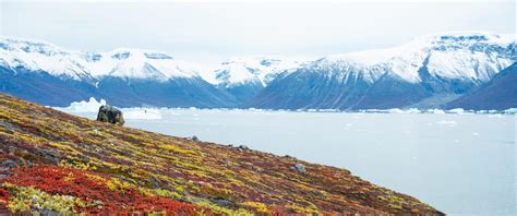 Expedition Cruise to Discover Northern Lights in East Greenland | 2022