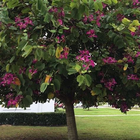 Buy Bauhinia Purpurea, Purple Orchid Tree - 0.5 kg Seeds online from ...