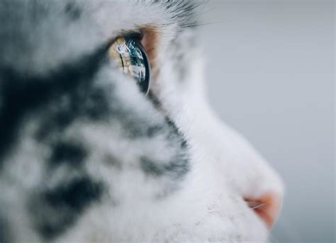 How Do Cats See the World? What To Know about Cat Vision | PetMD