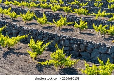 Grapevine On Black Volcanic Soil Vineyards Stock Photo 2186690159 | Shutterstock