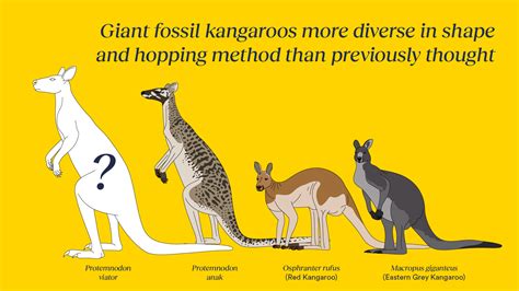 Unusual New Species of Giant Kangaroo Discovered in Australia and New Guinea