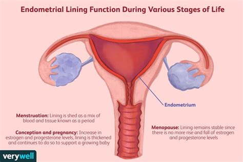 Endometrial Lining: Normal & Abnormal Thickness, Remedies