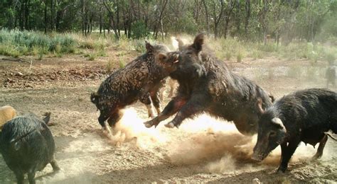 Feral pig hunters and farmers are at risk from a re-emerging communicable disease | Clinical ...