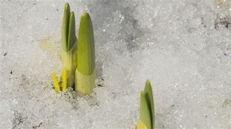 Time-lapse of melting snow in the ground - Free Stock Video