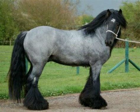 blue+roan+brabant Bandit Square saved to Horse of course on Pinterest | Pretty horses, Beautiful ...