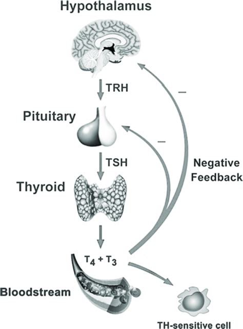 The Hypothalamic-Pituitary-Thyroid axis, including the roles of ...