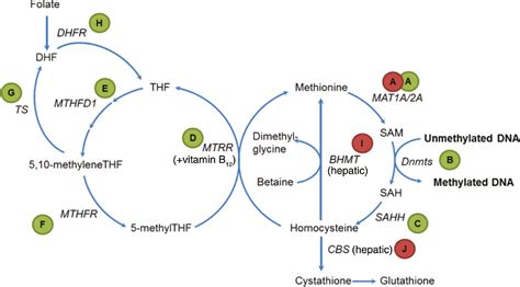 One-carbon metabolism and ionizing radiation: a multifaceted interaction