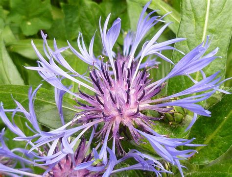 Centaurea Montana Blue flower Photograph by Lingfai Leung - Fine Art America