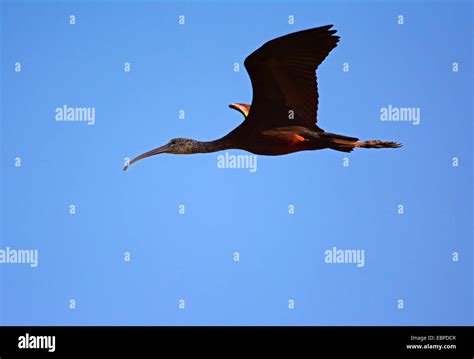 Glossy ibis Flying Stock Photo - Alamy