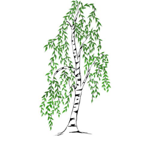 How To Draw a Birch Tree | Lessdraw