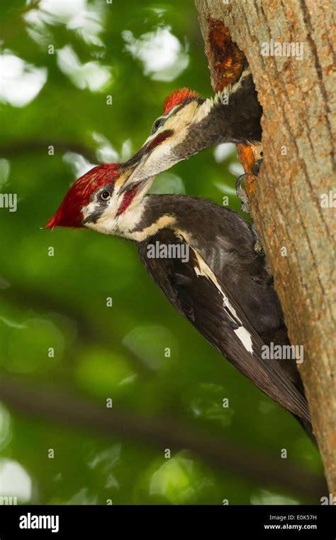 Adult Pileated Woodpecker feeding young just days from fledging, at ...