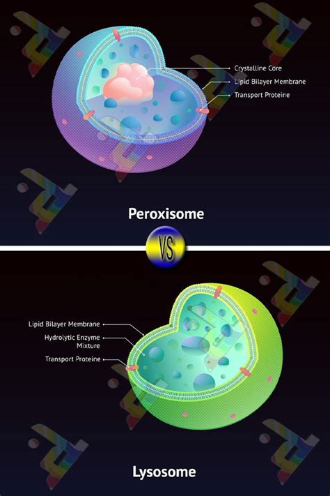 Difference Between Peroxisomes and Lysosomes | Cell biology notes, Cell ...