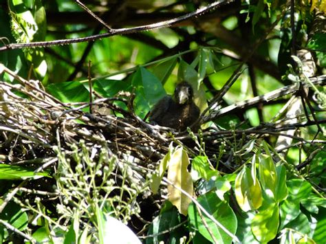 Hoatzin chicks | Project Noah