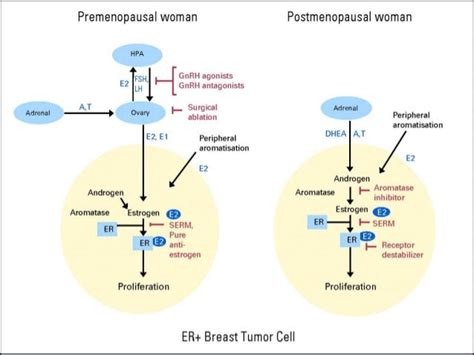 Hormone therapy in breast cancer